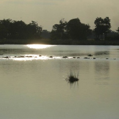 1024px-Okavango_Delta_Botswana_2805769159