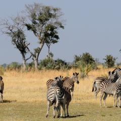 1_botswana-gruppe-von-tieren-okavango-delta-263935