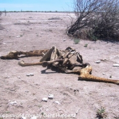 Namib-Wüste Namibia
