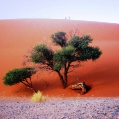 Sossusvlei - Namib Wüste - Namibia