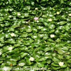 Naturteich entlang einer Bahnstrecke in Thailand