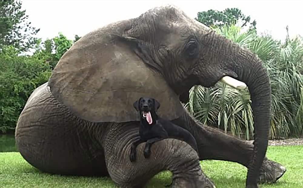 Tierische Freundschaft
